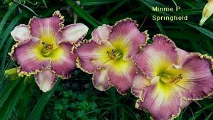 Minnie P Springfield (2011)